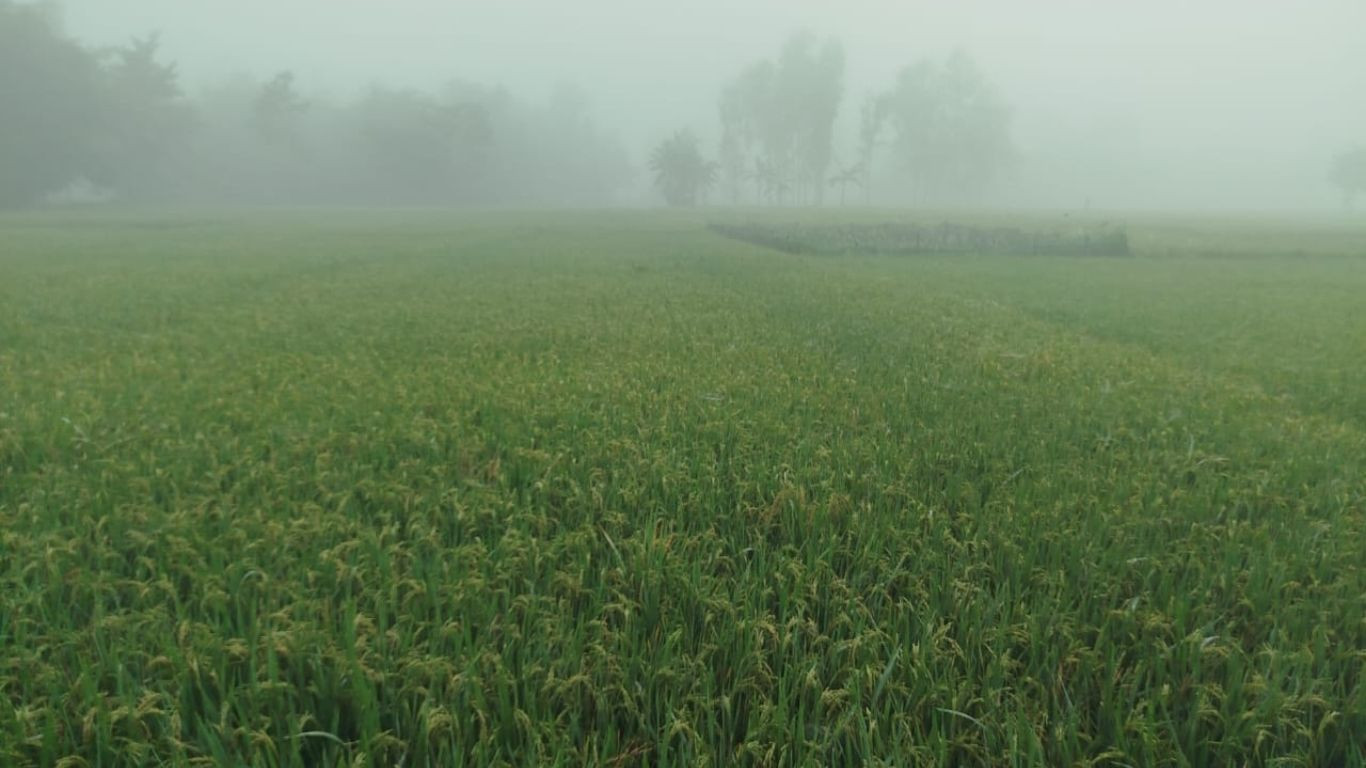Bangladesh may face 10 cold waves this winter: Met Office