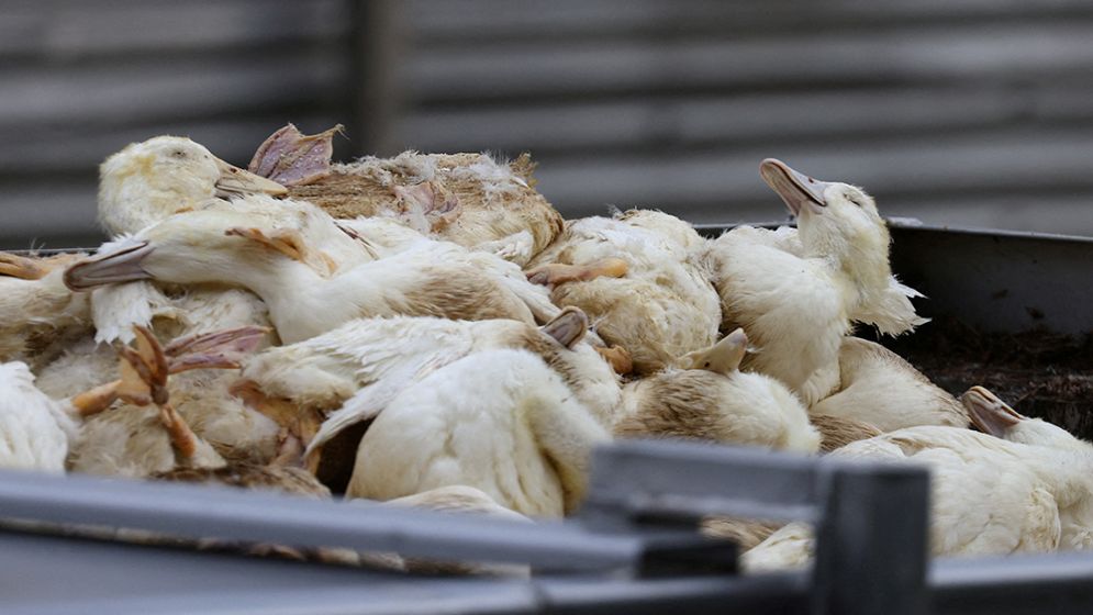 Washington resident dies in first confirmed H5N5 bird flu case