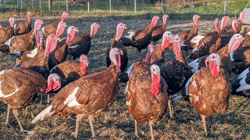 Americans eat 50 million turkeys on Thanksgiving Day in U.S