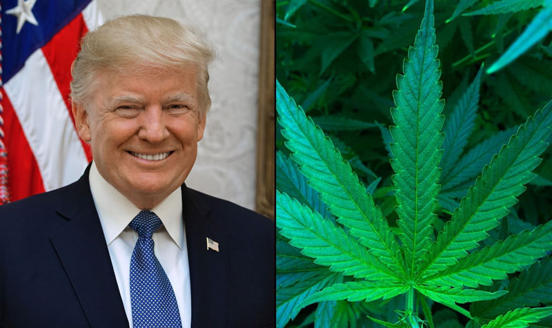 Trump signs executive order to expedite marijuana rescheduling process