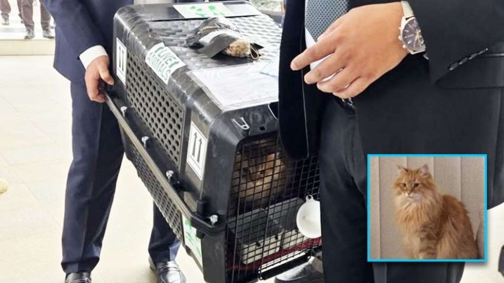 Jebu, pet cat of Tarique Rahman, reaches Dhaka