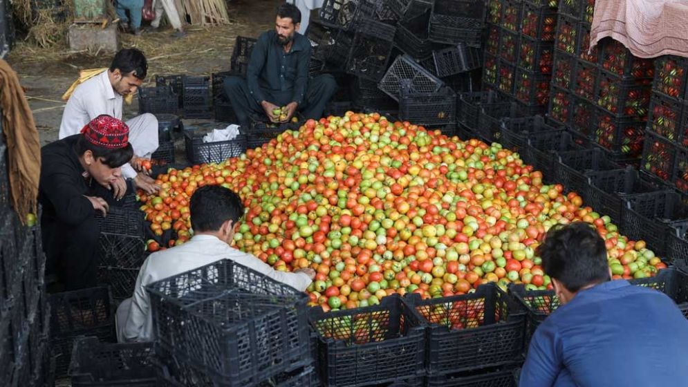 'Content to die': Afghanistan's hunger crisis worsened by winter, aid cuts