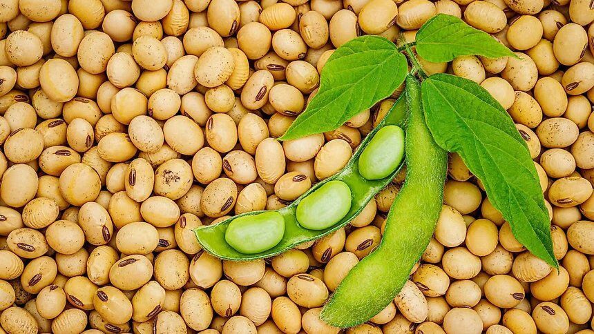 5 ways soybean imports benefit Bangladesh amid US-China trade war