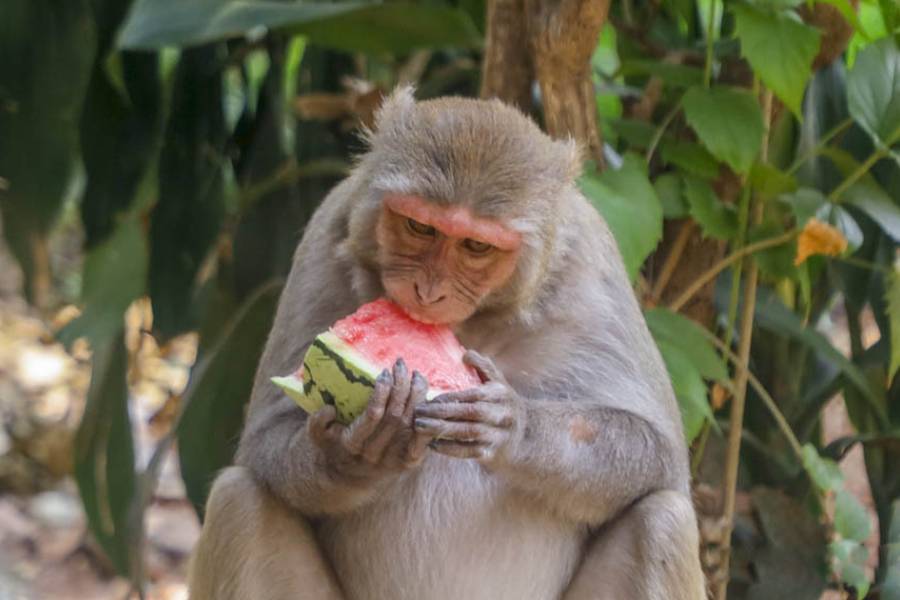 Bangladesh Baked by Expanding Heatwave, Northeast Braces for Clouds