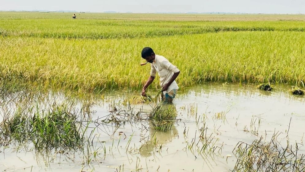 6,500 Hectares of Cropland Flooded in Sunamganj