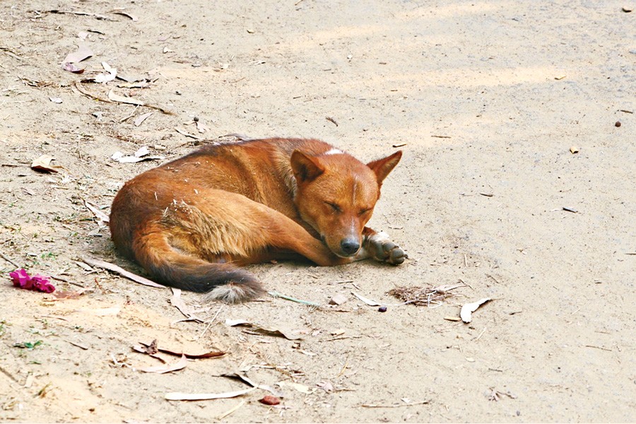 DSCC Dismisses Viral Dog Removal Allegations