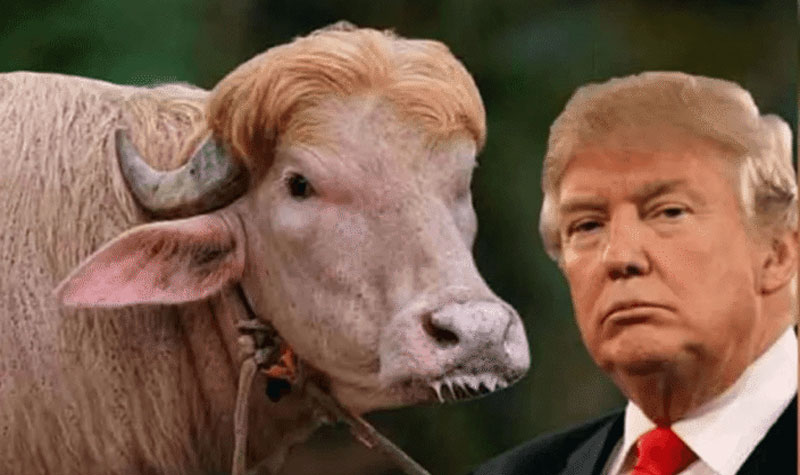 Trump upset over Bangladesh's 'buffalo controversy': Did not issue Eid greetings for Muslims