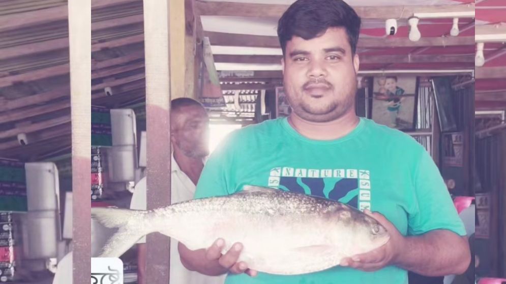 King Hilsa caught in a fisherman's net, price 9 thousand taka