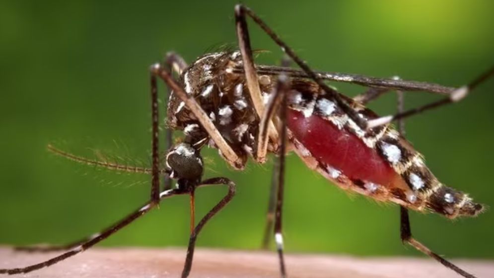 Special Task Force to Boost Dengue Prevention Efforts