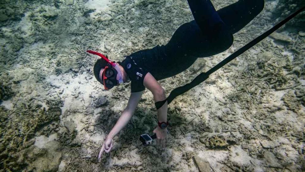 Japan Races Against Rising Ocean Temperatures to Save Coral Reefs