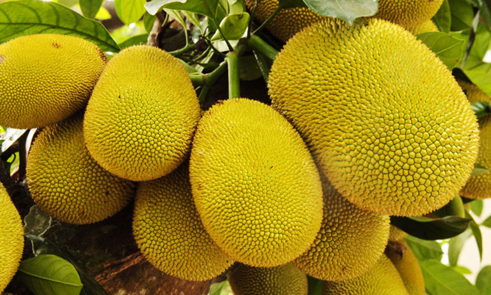 China allows import of jackfruit from Bangladesh