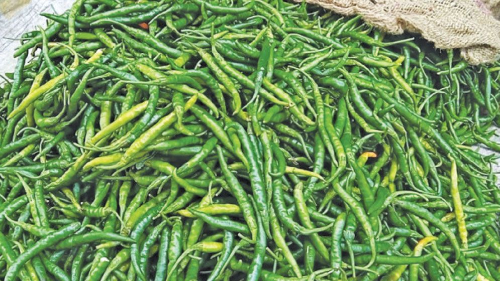 800 Businesses Move to Import Green Chillies Amid Market Demand