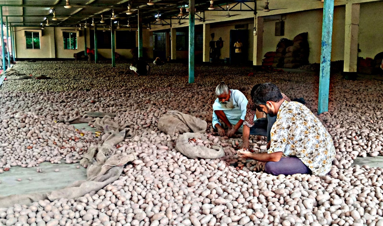 Potato price collapse threatens farmer livelihoods in Rangpur