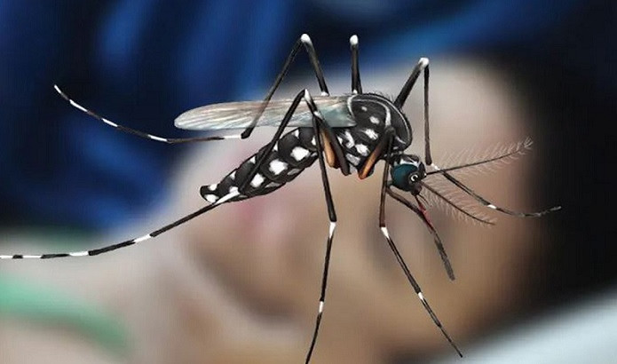 Death toll from dengue crosses 250 so far, 814 hospitalised in 24hrs
