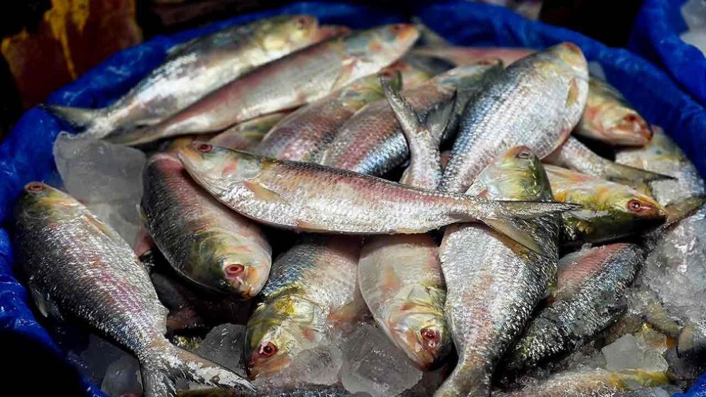 India ships 500 tonnes of hilsa to Bangladesh amid supply crunch