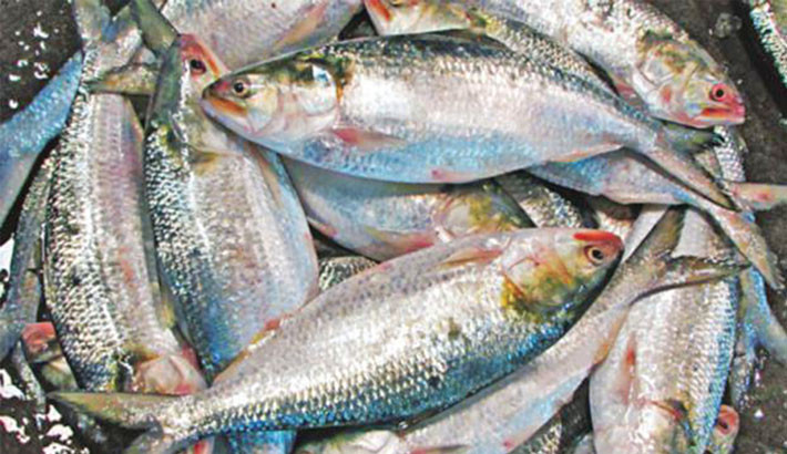 Hilsa fishing ban ends: Fishermen in Chandpur set to return to rivers