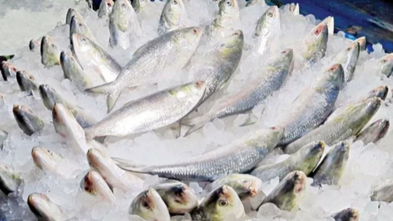 Hilsa returns to Khulna markets after 22-day ban