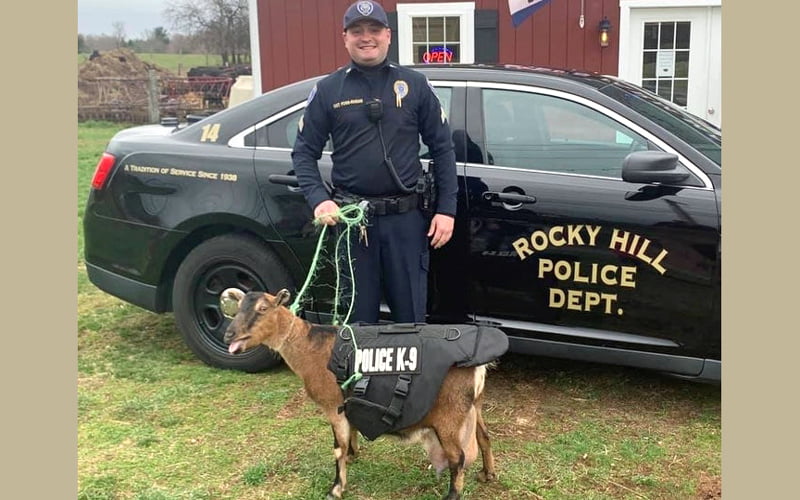 'Goat' gets police job in USA