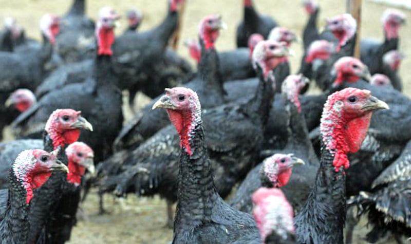 927 million dollars turkey sold for Thanksgiving in USA