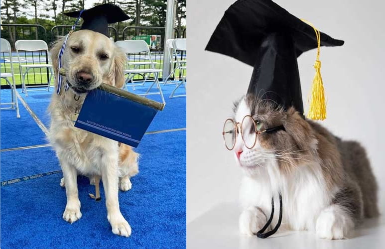 Cat received 'Doctorate' degree after the dog in US
