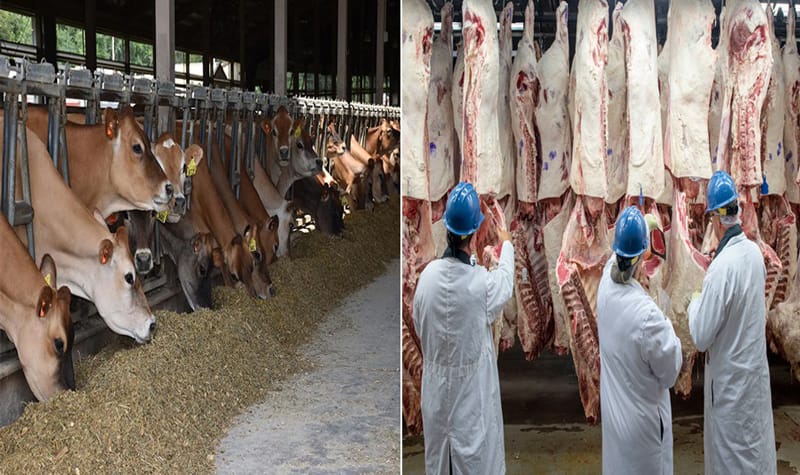 Immigrants face growing frustration in obtaining sacrificial meat in US