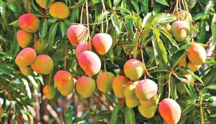 Mango exports fail to keep pace with rising production