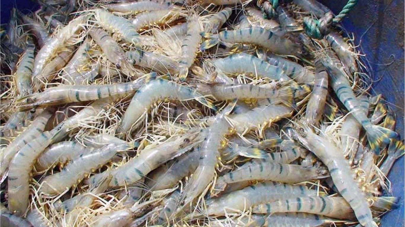 Shrimp: Khulna’s ‘white gold’ eyes Tk22,600 cr export goal
