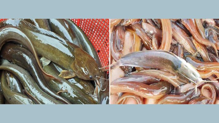Charges framed against four Bangladeshis for importing banned mustache fish to USA