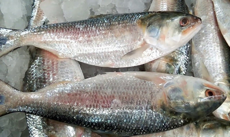 Inauguration of Padma Bridge, reduced price of Hilsa in New York
