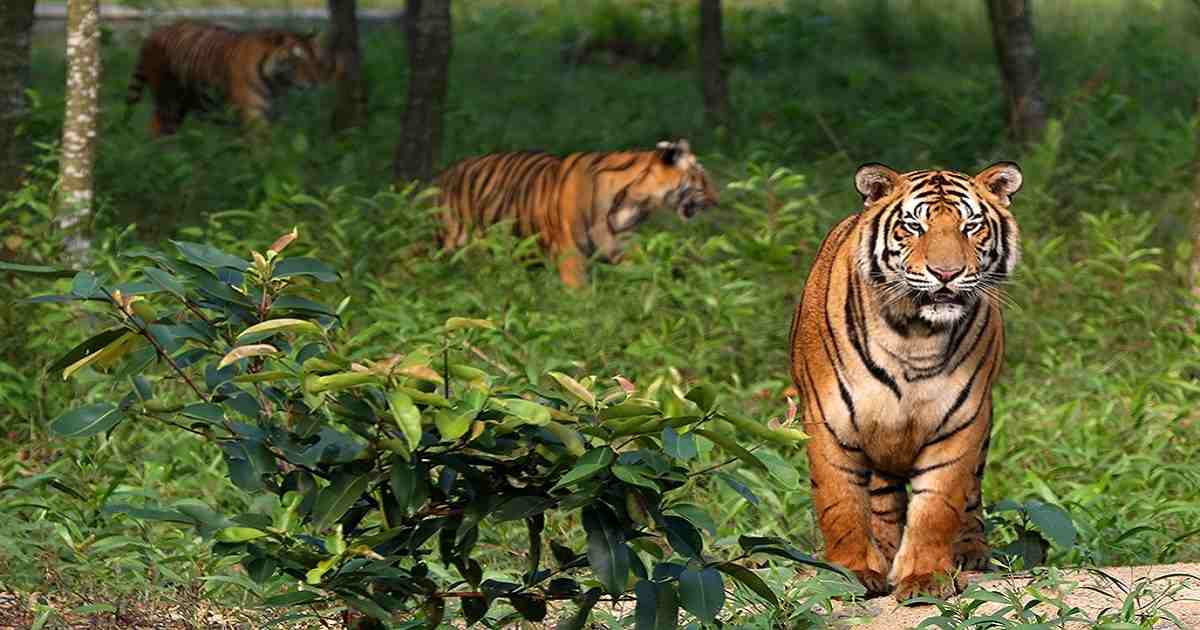 Govt bans new industrial establishments within 10km of Sundarbans