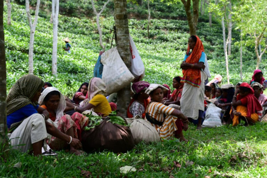 2500 tea workers unpaid for 20 weeks; threaten blockade on airport road