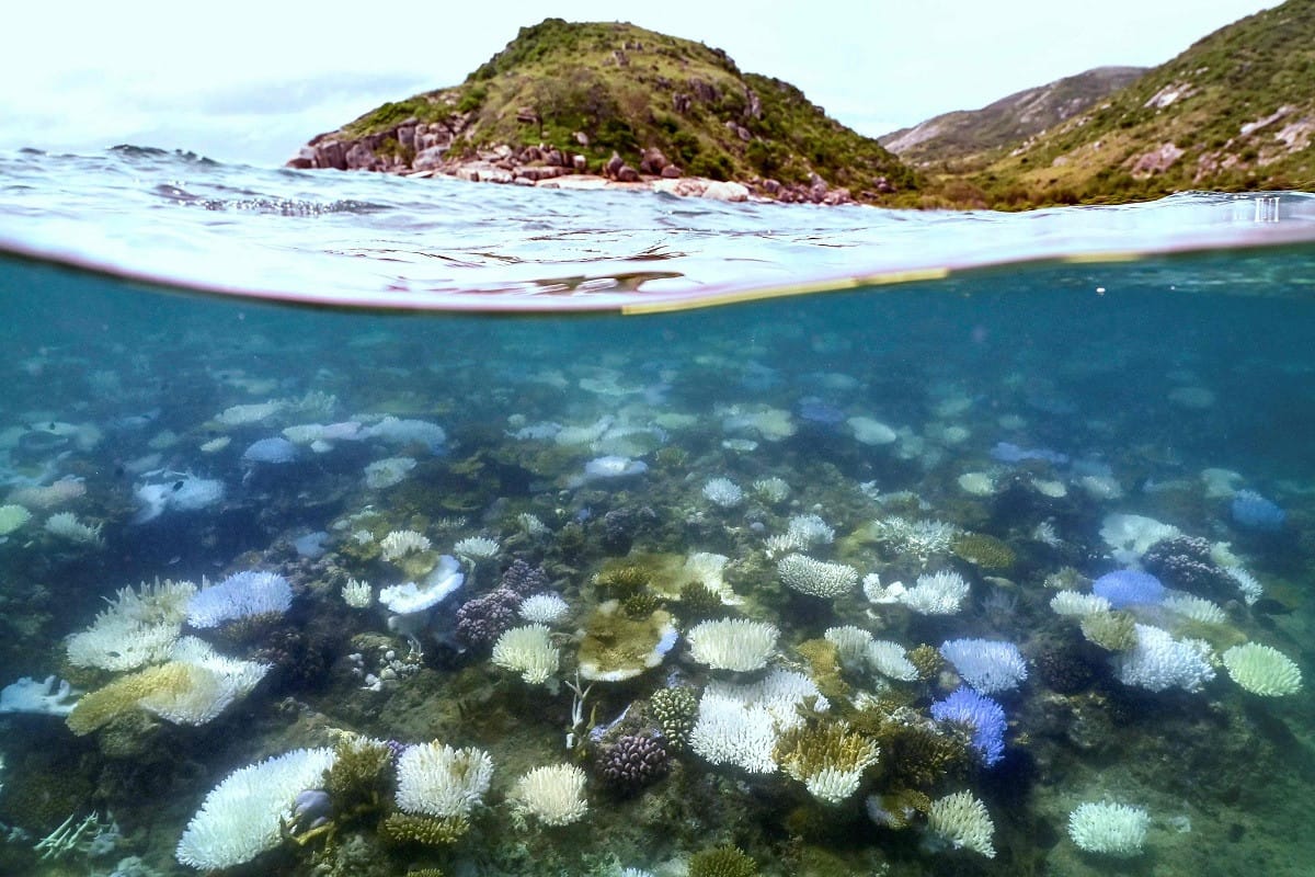 Great Barrier Reef suffers most widespread bleaching on record
