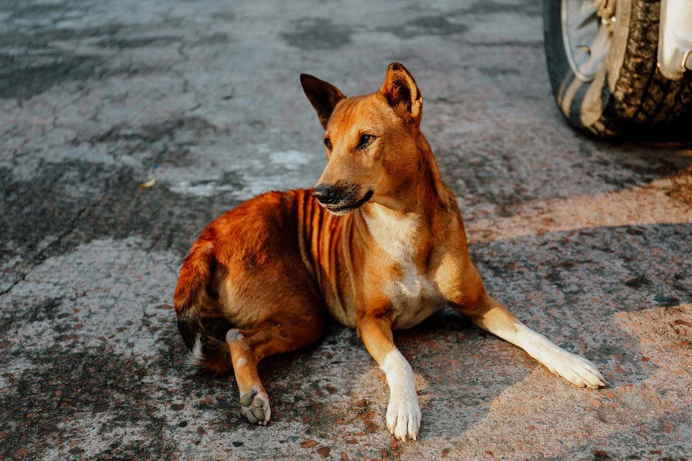 Indian top court orders roundup of stray dogs in Delhi
